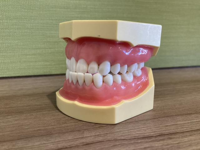 実際の歯の模型